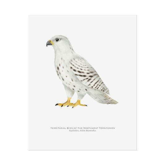 Territorial Bird of the Northwest Territories Print - Gyrfalcon