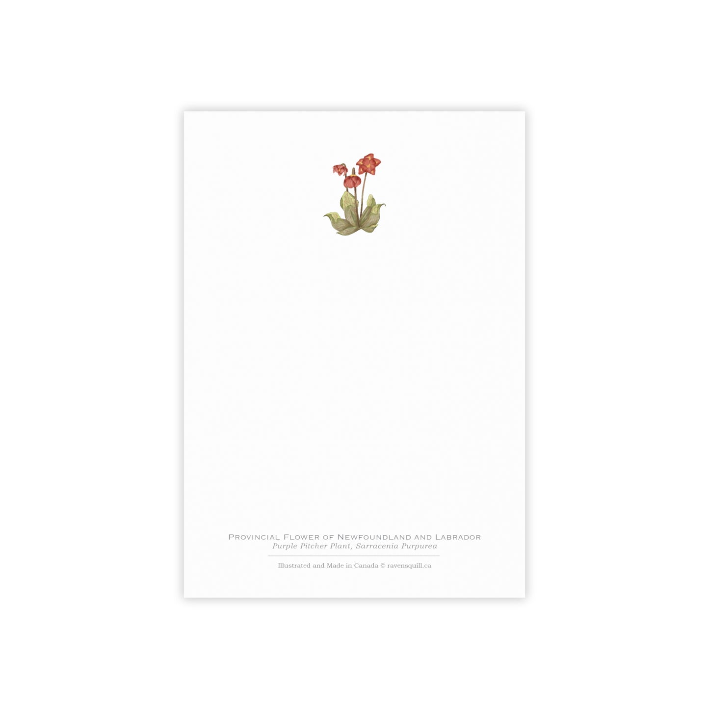 Provincial Flower of Newfoundland and Labrador Notepad - Purple Pitcher