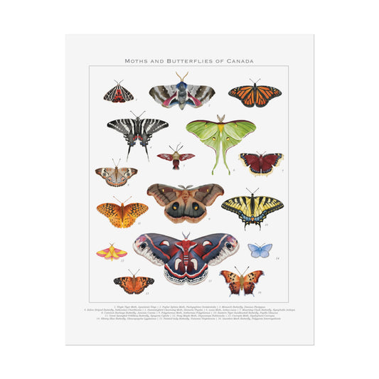 Moths and Butterflies of Canada 8" x 10" Print