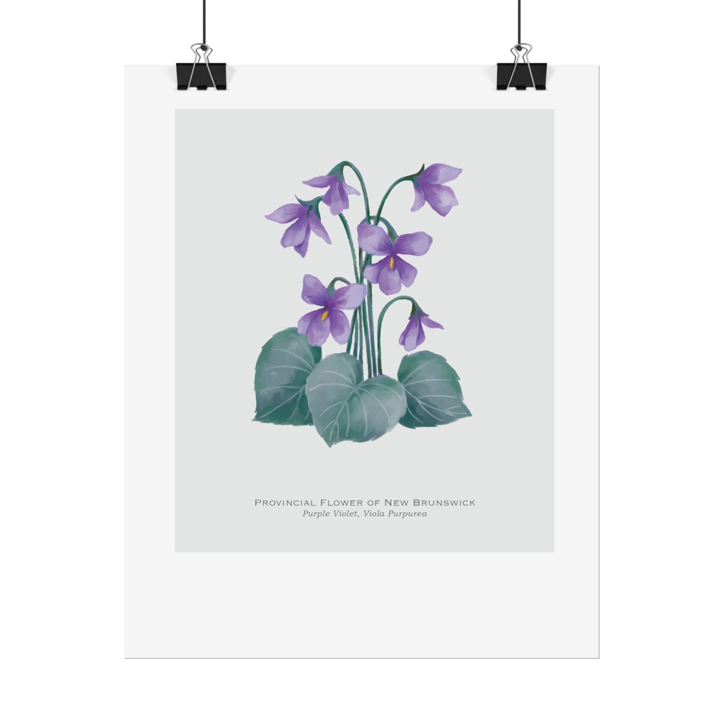Provincial Flower of New Brunswick Print - Purple Violet