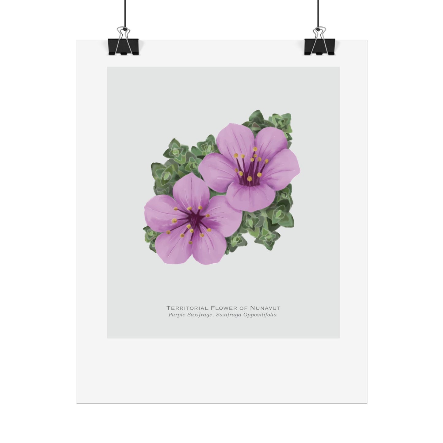 Territorial Flower of Nunavut Print - Purple Saxifrage