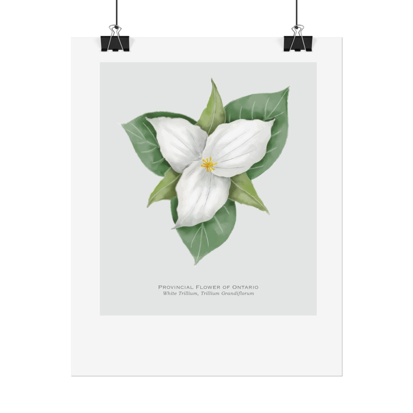 Provincial Flower of Ontario Print Print - White Trillium
