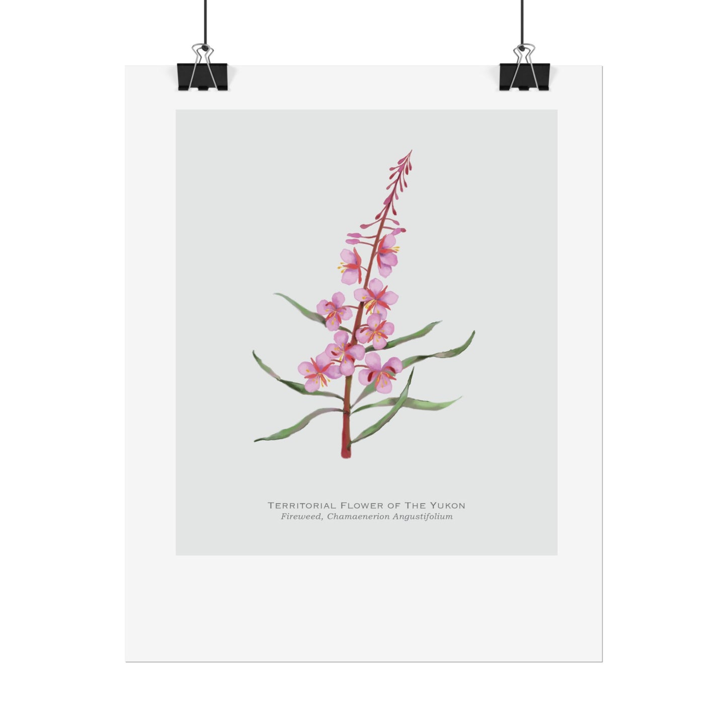 Territorial Flower of the Yukon Print - Fireweed
