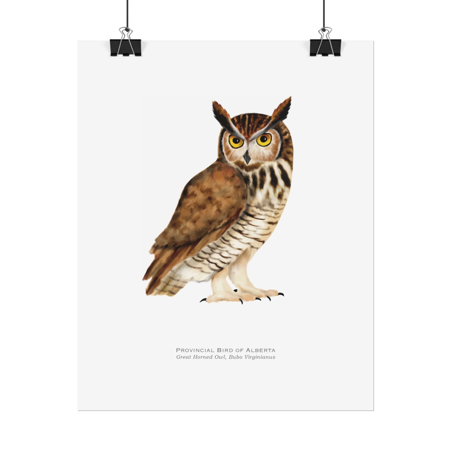 Provincial Bird of Alberta Print - Great Horned Owl