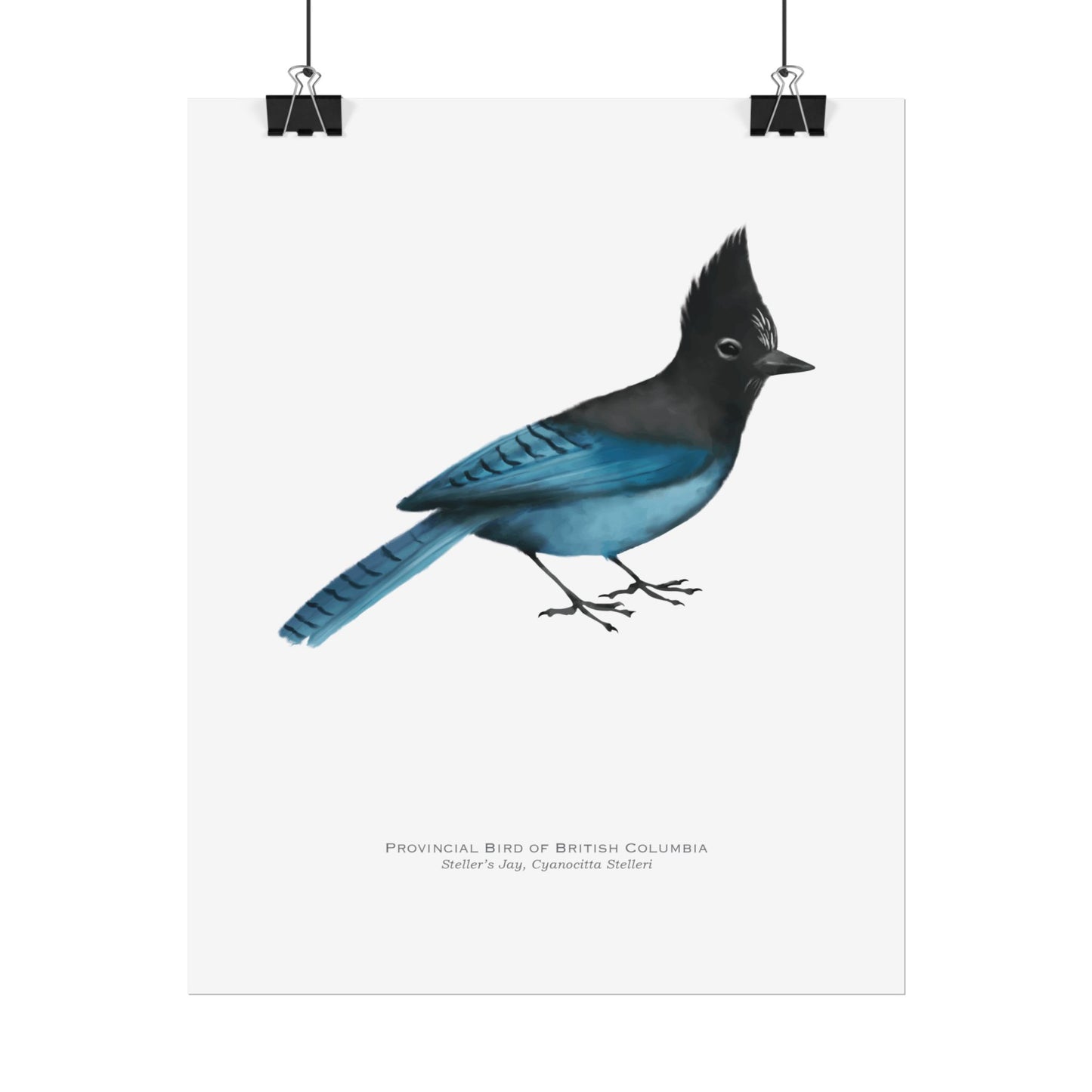 Provincial Bird of British Columbia Print - Steller's Jay