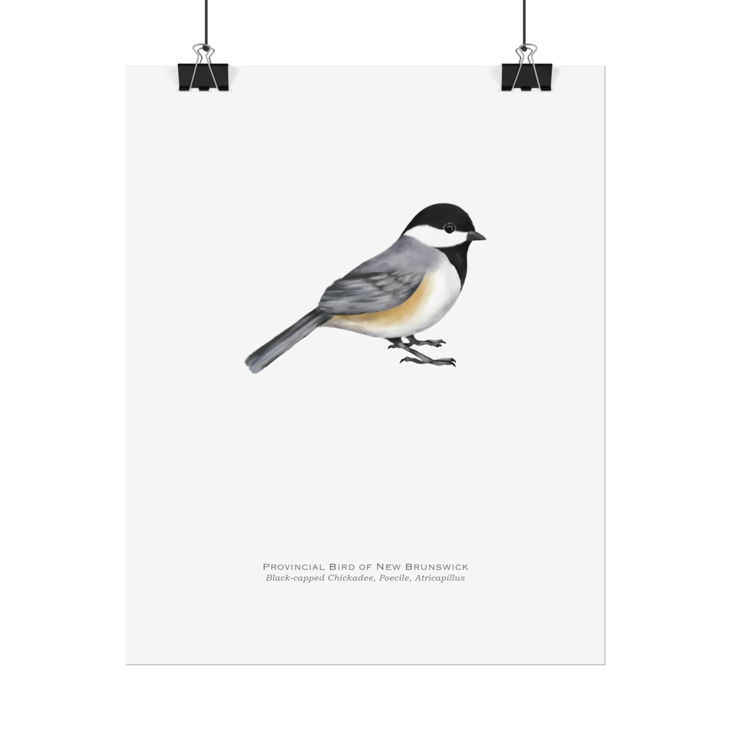 Provincial Bird of New Brunswick Print - Black-capped Chickadee