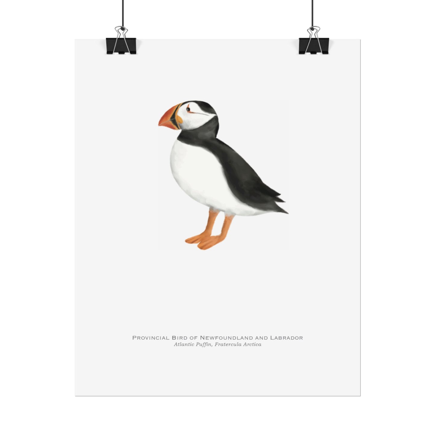 Provincial Bird of Newfoundland and Labrador Print - Atlantic Puffin