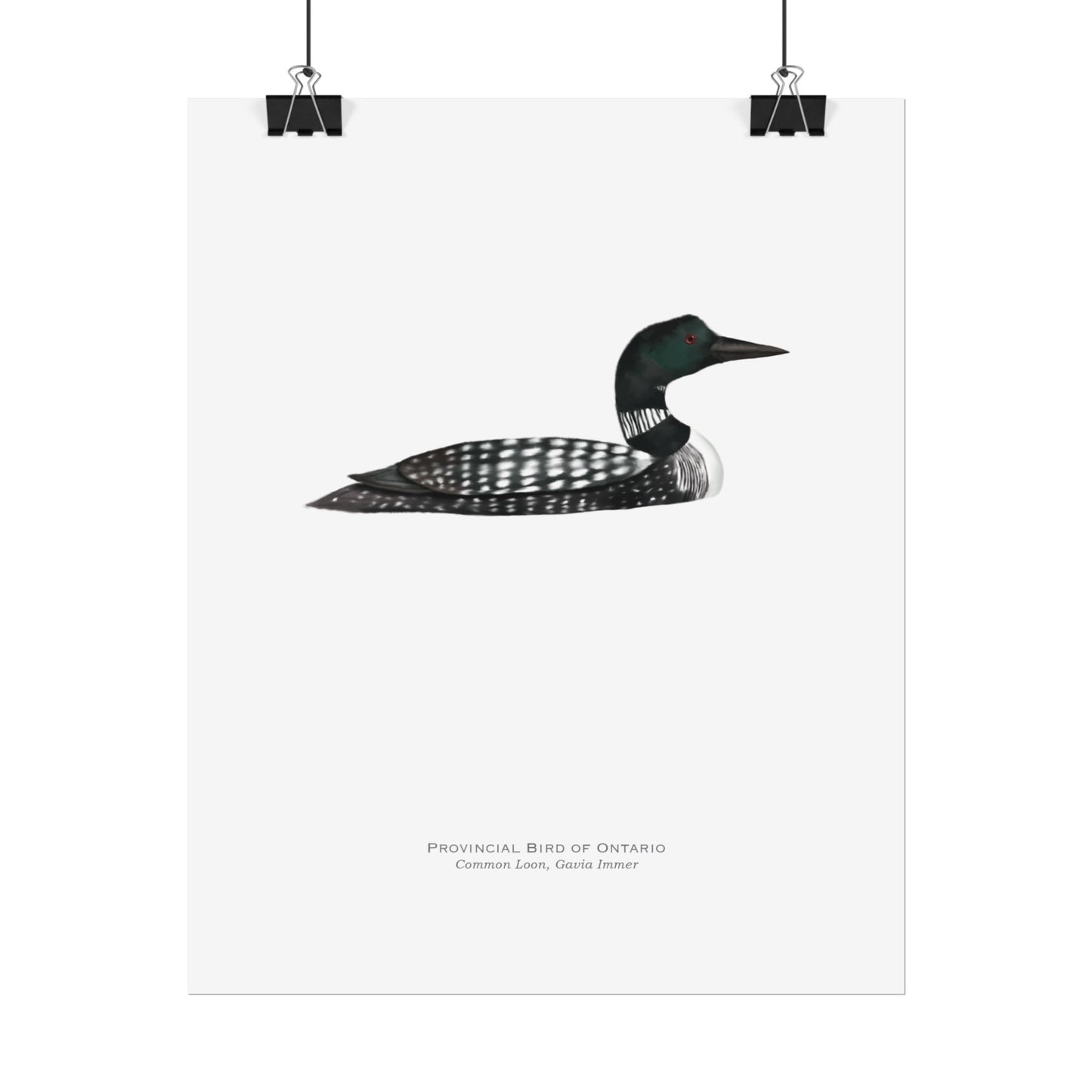 Provincial Bird of Ontario Print - Common Loon