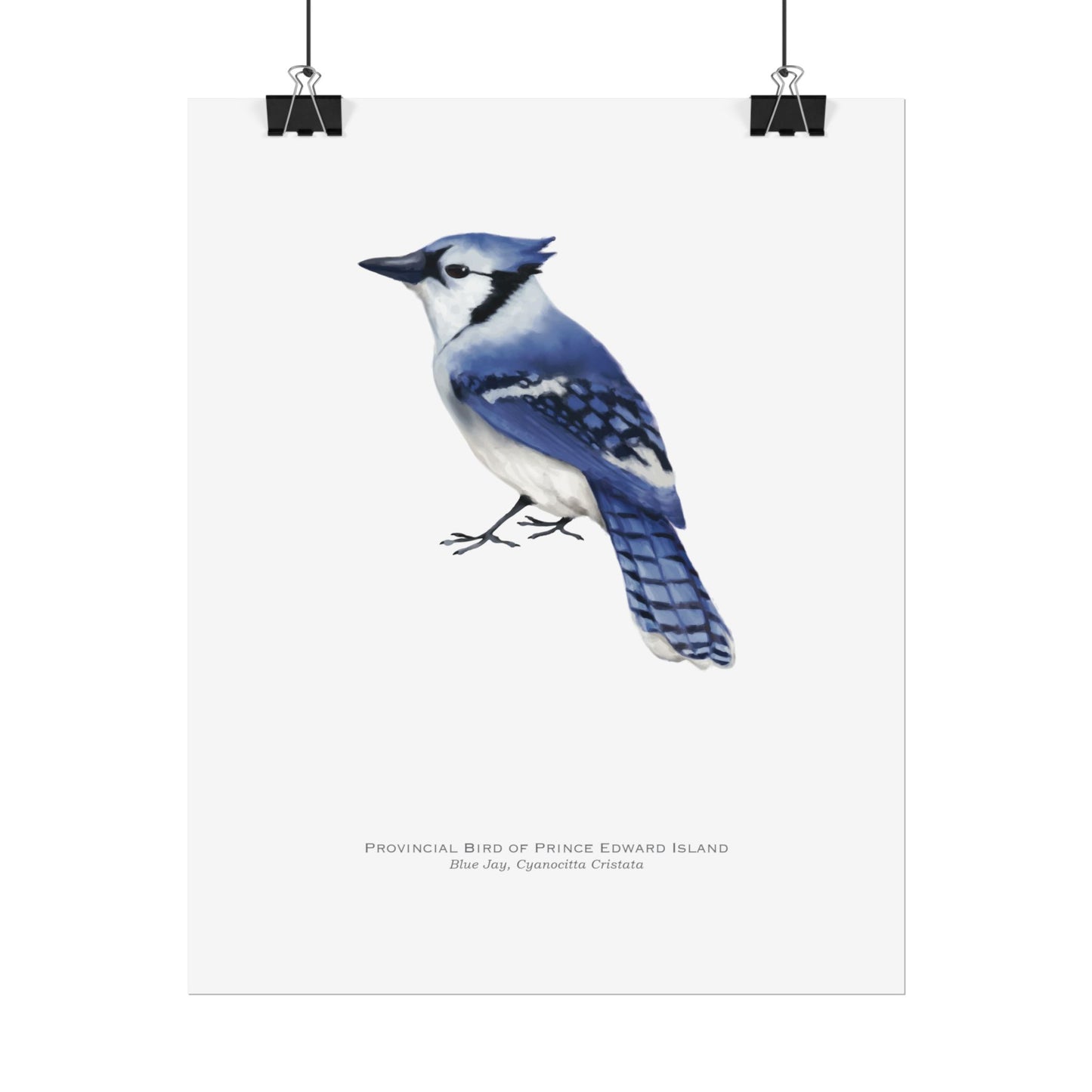 Provincial Bird of Prince Edward Island Print - Blue Jay