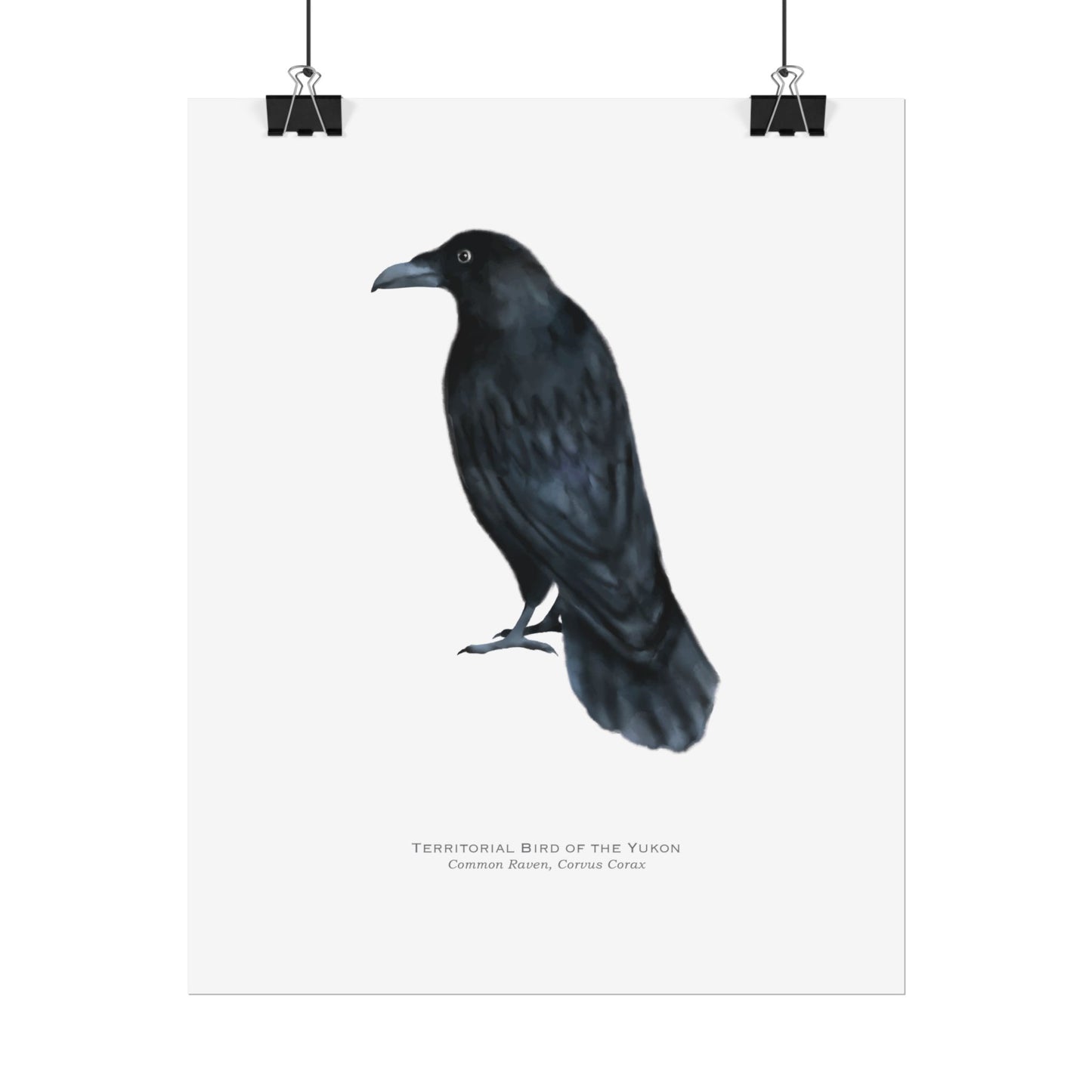 Territorial Bird of the Yukon Print - Raven