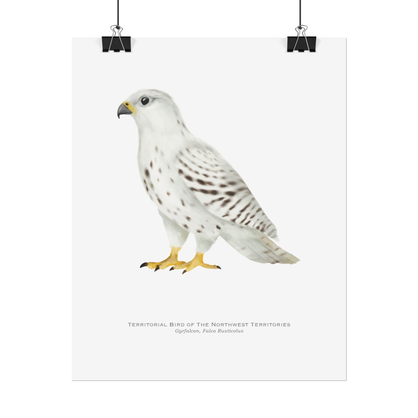 Territorial Bird of the Northwest Territories Print - Gyrfalcon