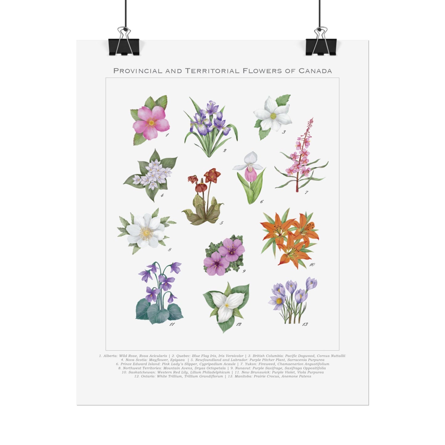 Provincial and Territorial Flowers of Canada 8" x 10" Print