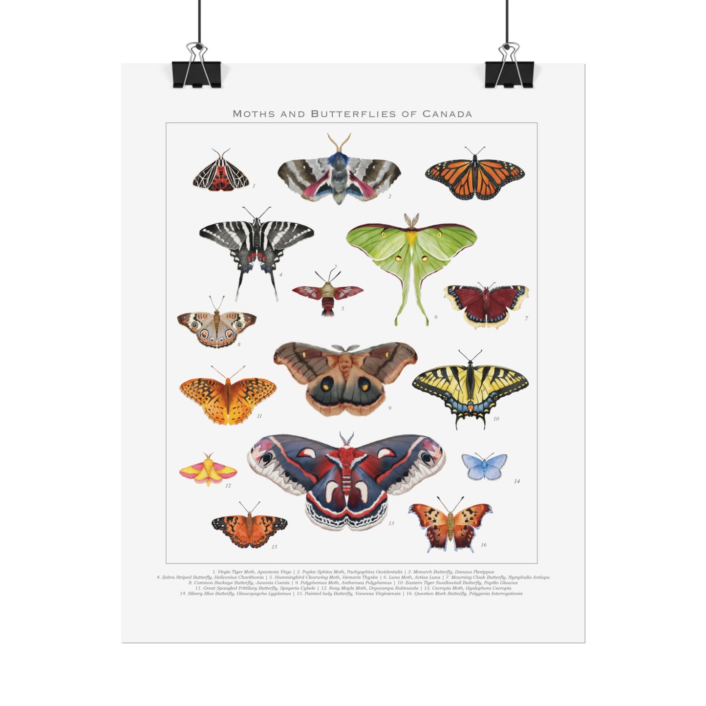 Moths and Butterflies of Canada 8" x 10" Print
