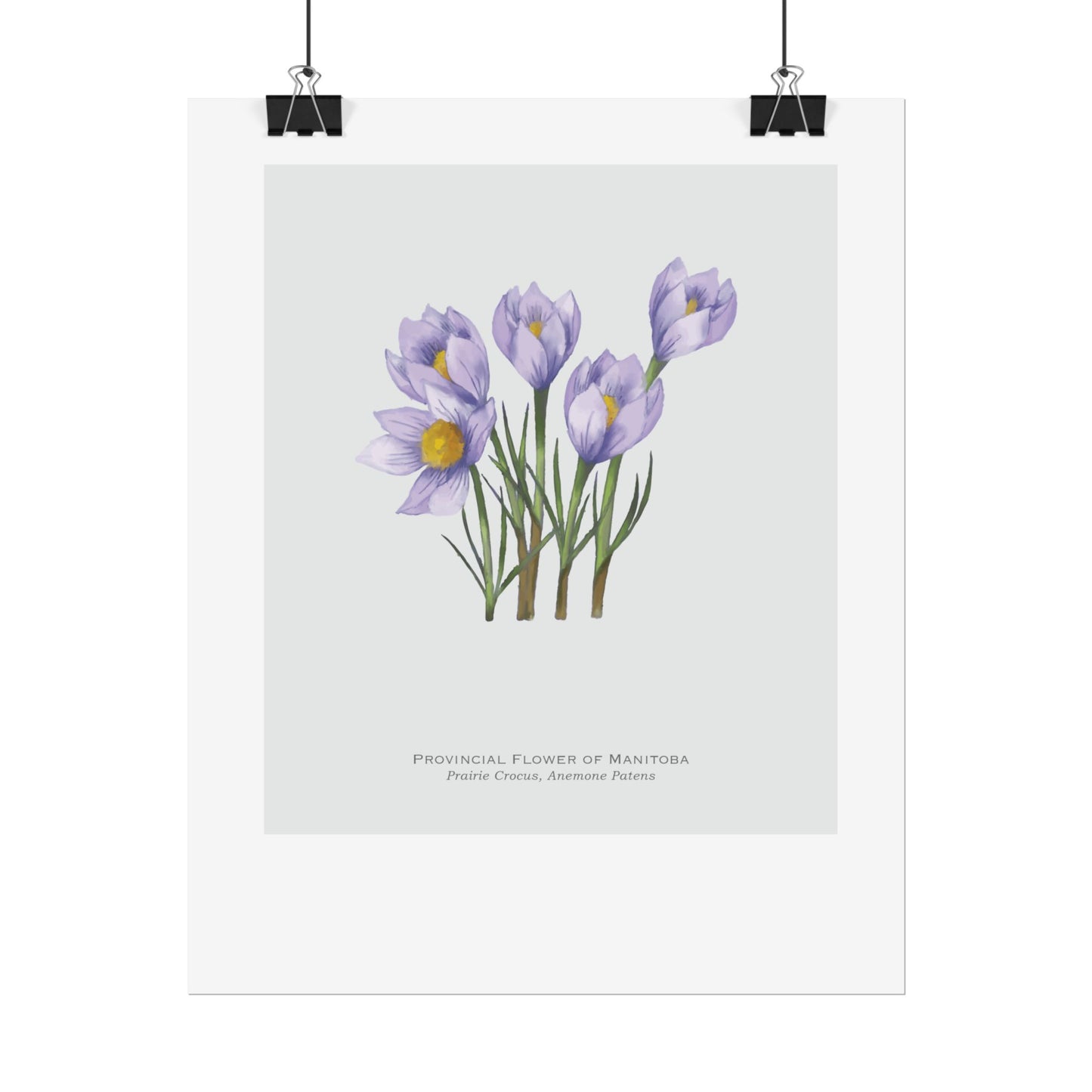 Provincial Flower of Manitoba Print - Prairie Crocus