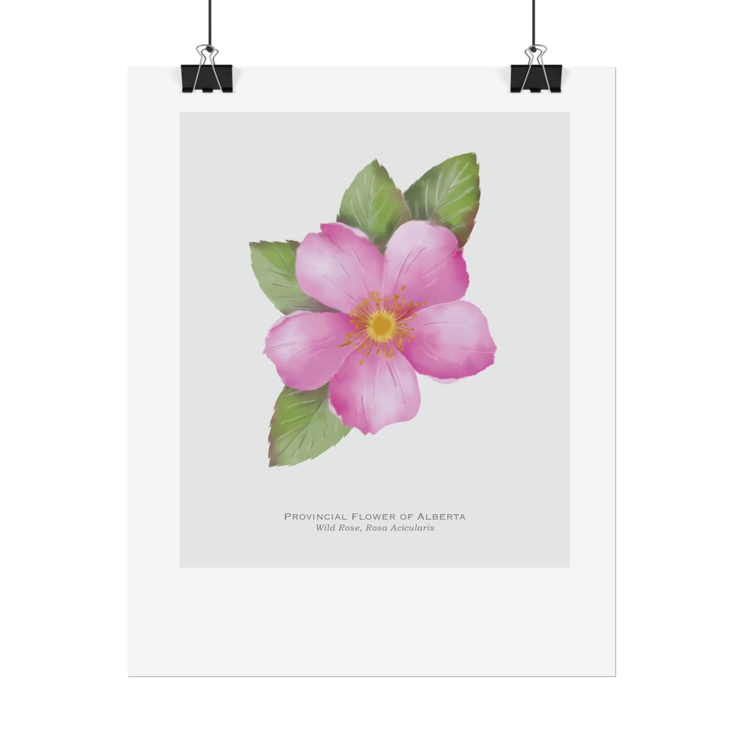 Provincial Flower of Alberta Print - Wild Rose