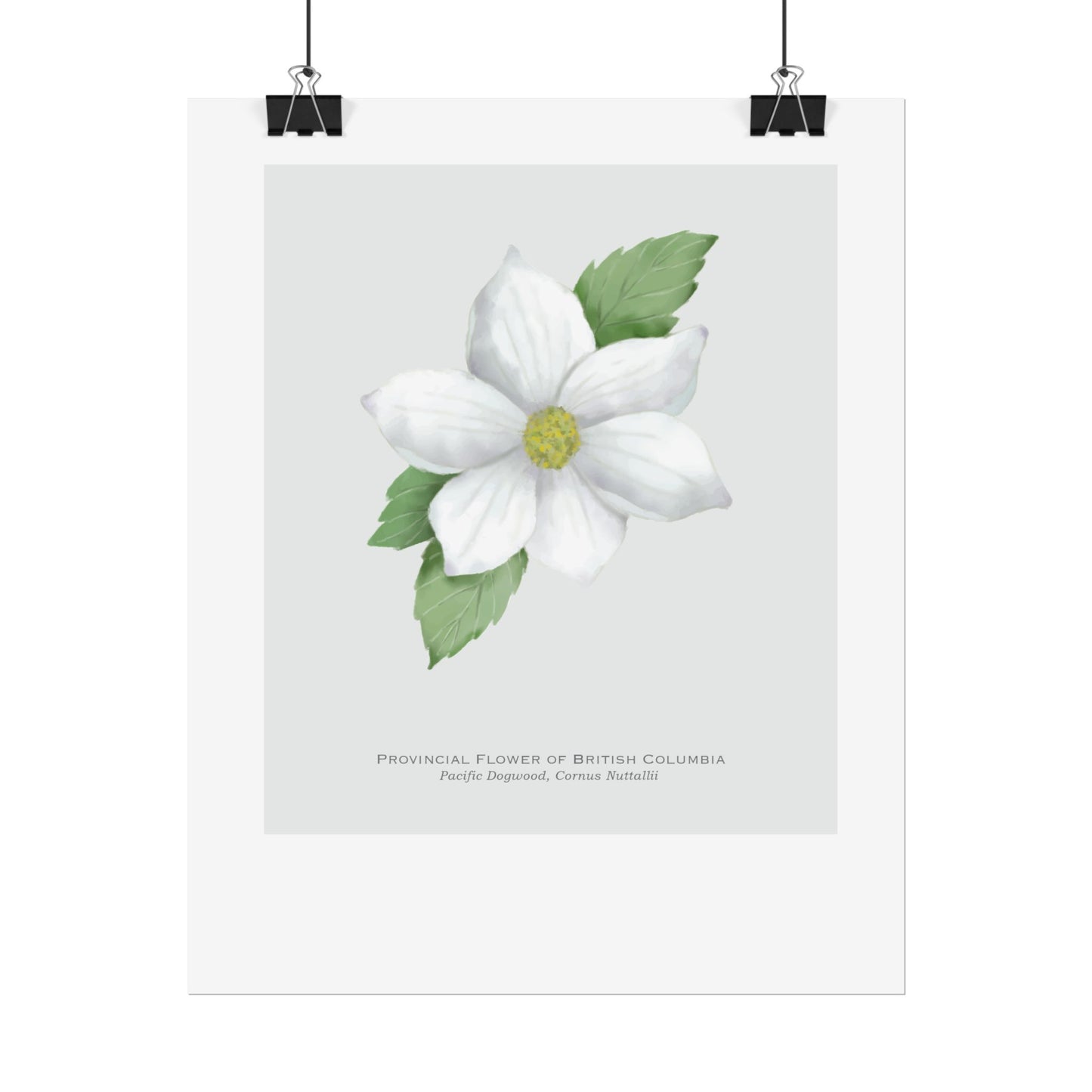 Provincial Flower of British Columbia Print - Pacific Dogwood