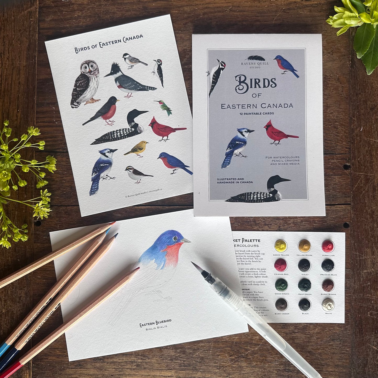 Birds of Eastern Canada Paintable Card Set