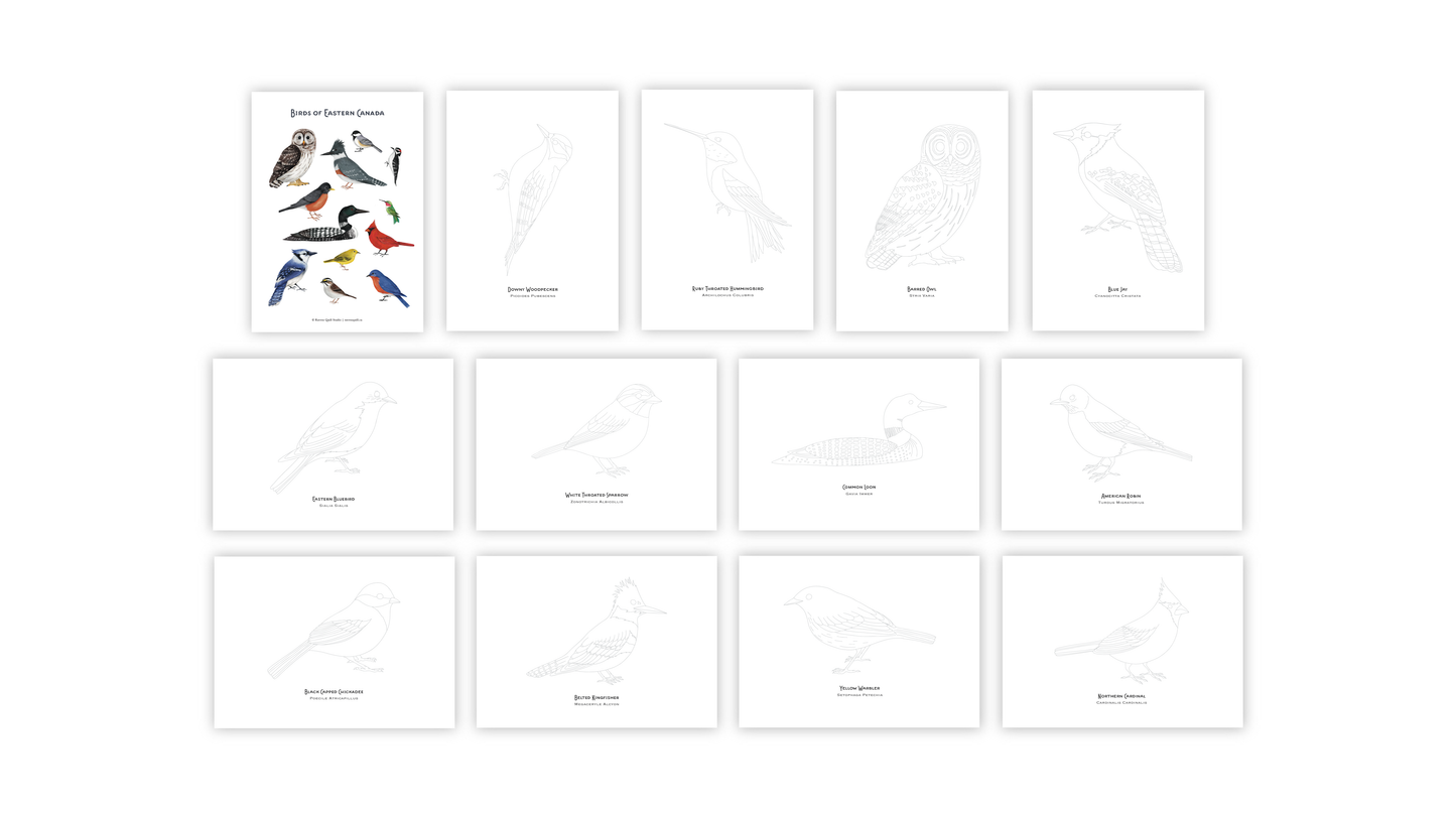 Birds of Eastern Canada Paintable Card Set