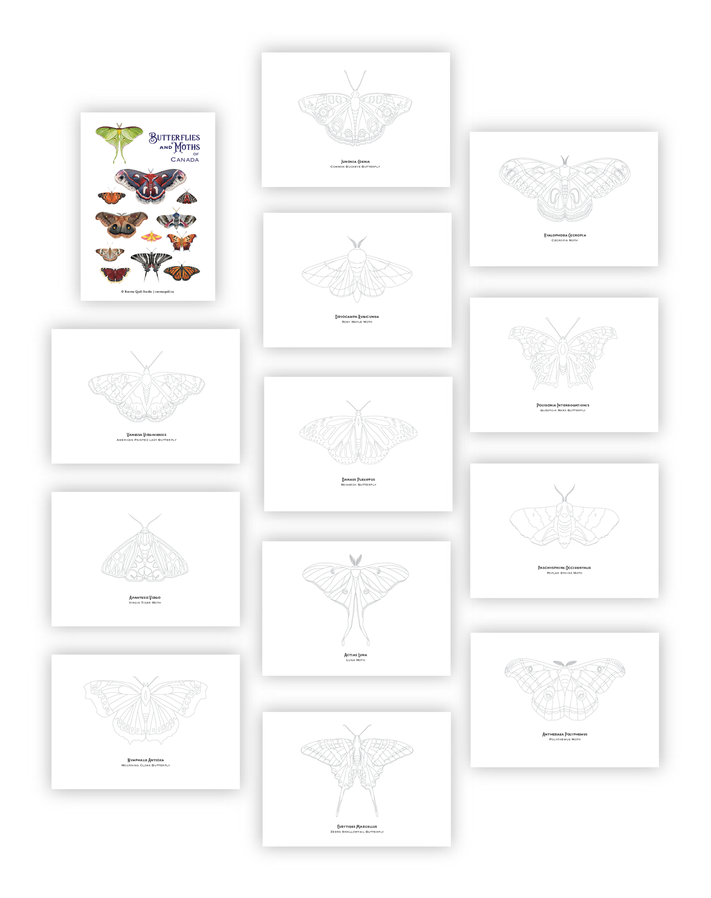 Butterflies and Moths of Canada Paintable Card Set