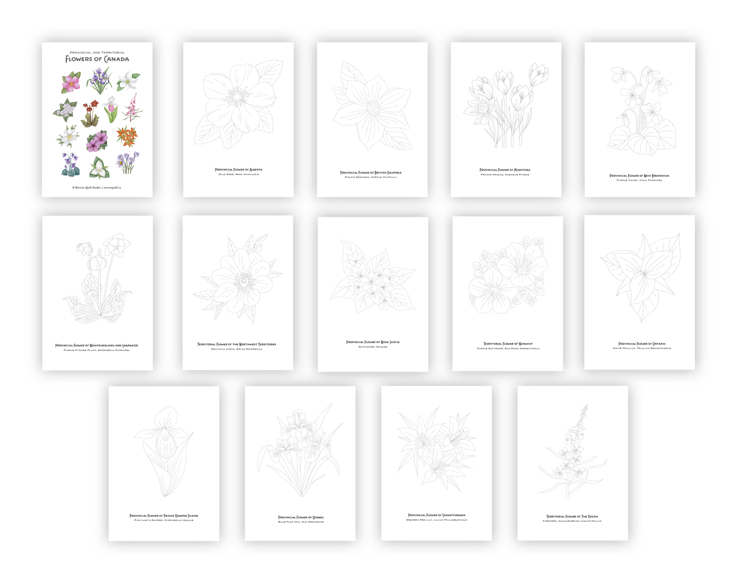 Provincial and Territorial Flowers of Canada Paintable Card Set