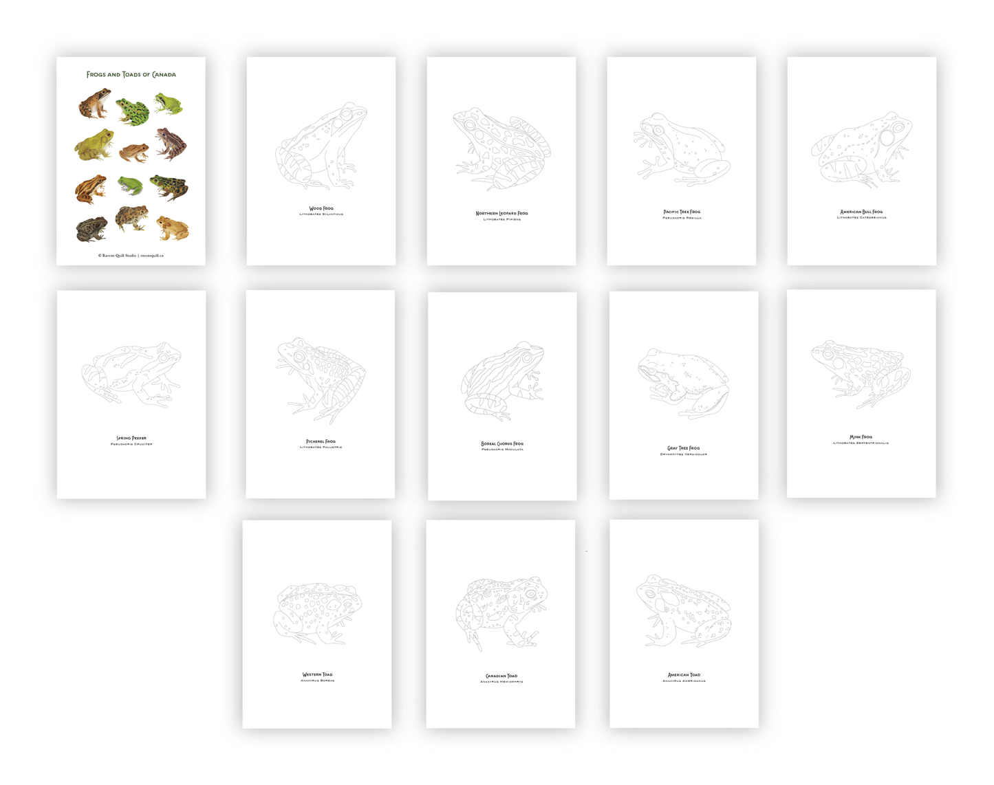 Frogs and Toads of Canada Paintable Card Set