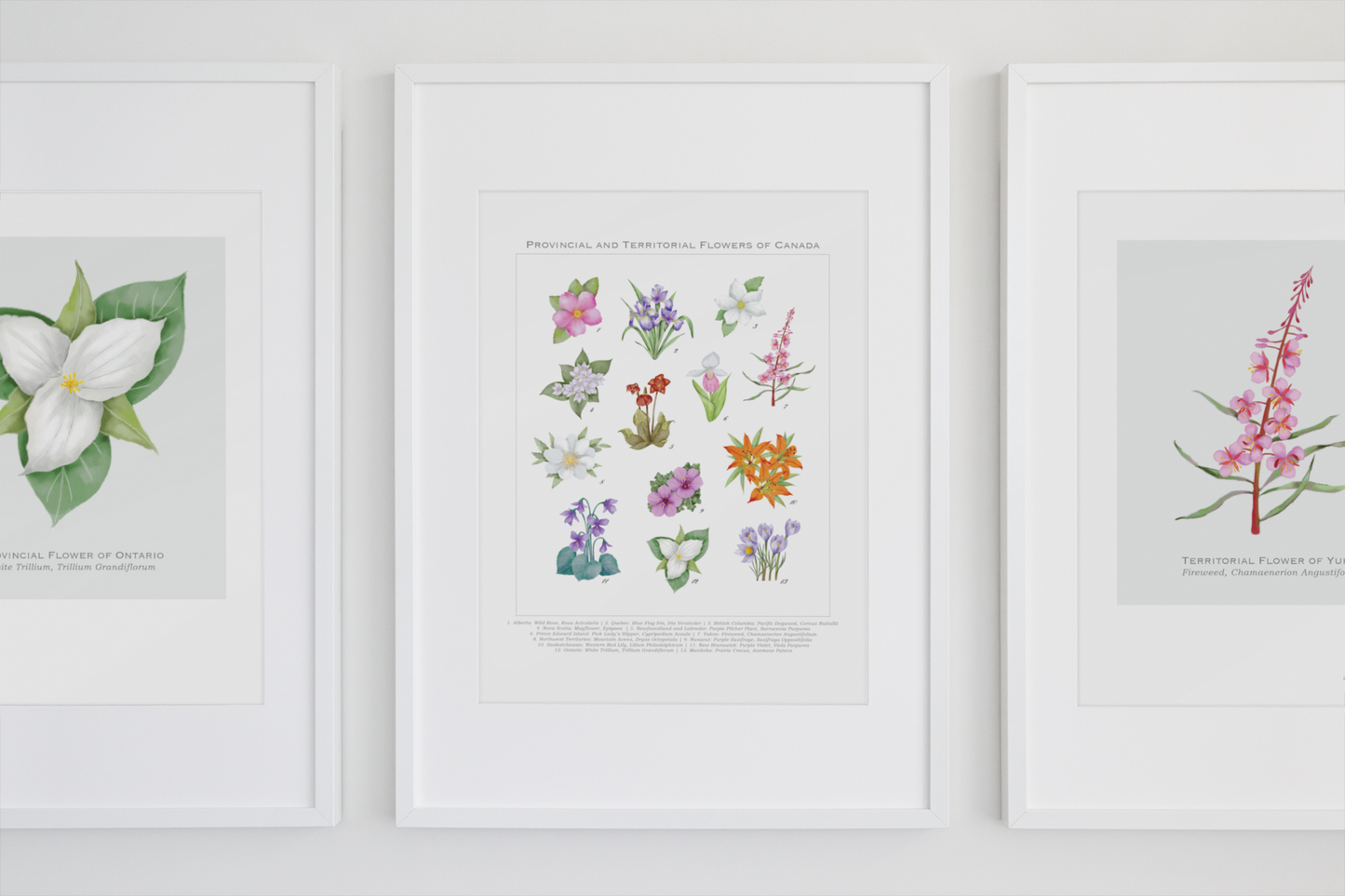 Provincial and Territorial Flowers of Canada 8" x 10" Print