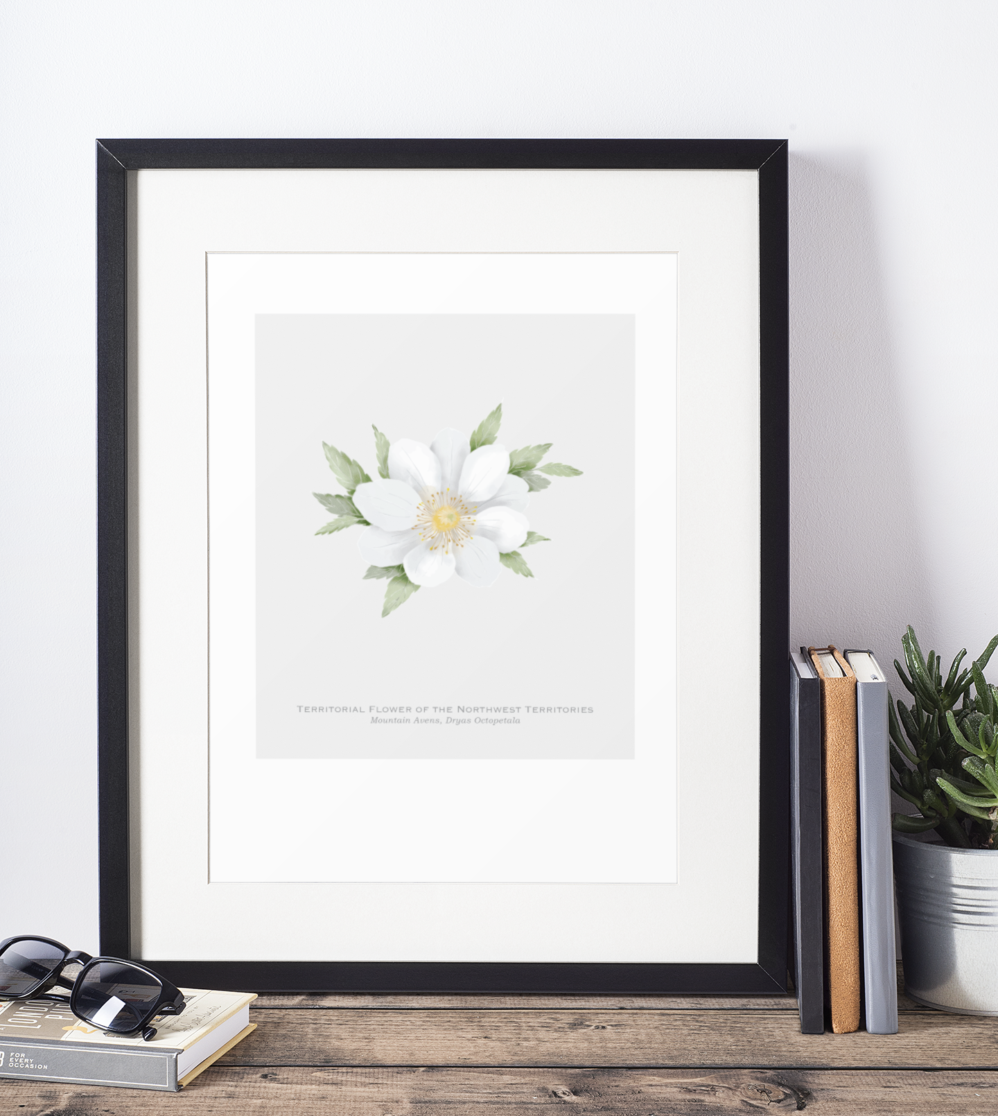 Territorial Flower of the Northwest Territories Print - Mountain Avens