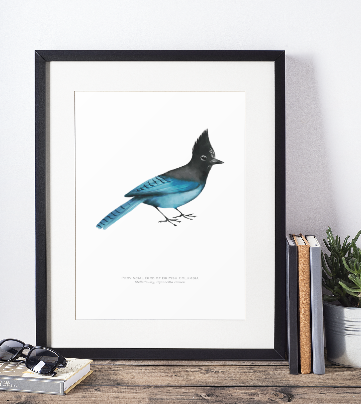 Provincial Bird of British Columbia Print - Steller's Jay