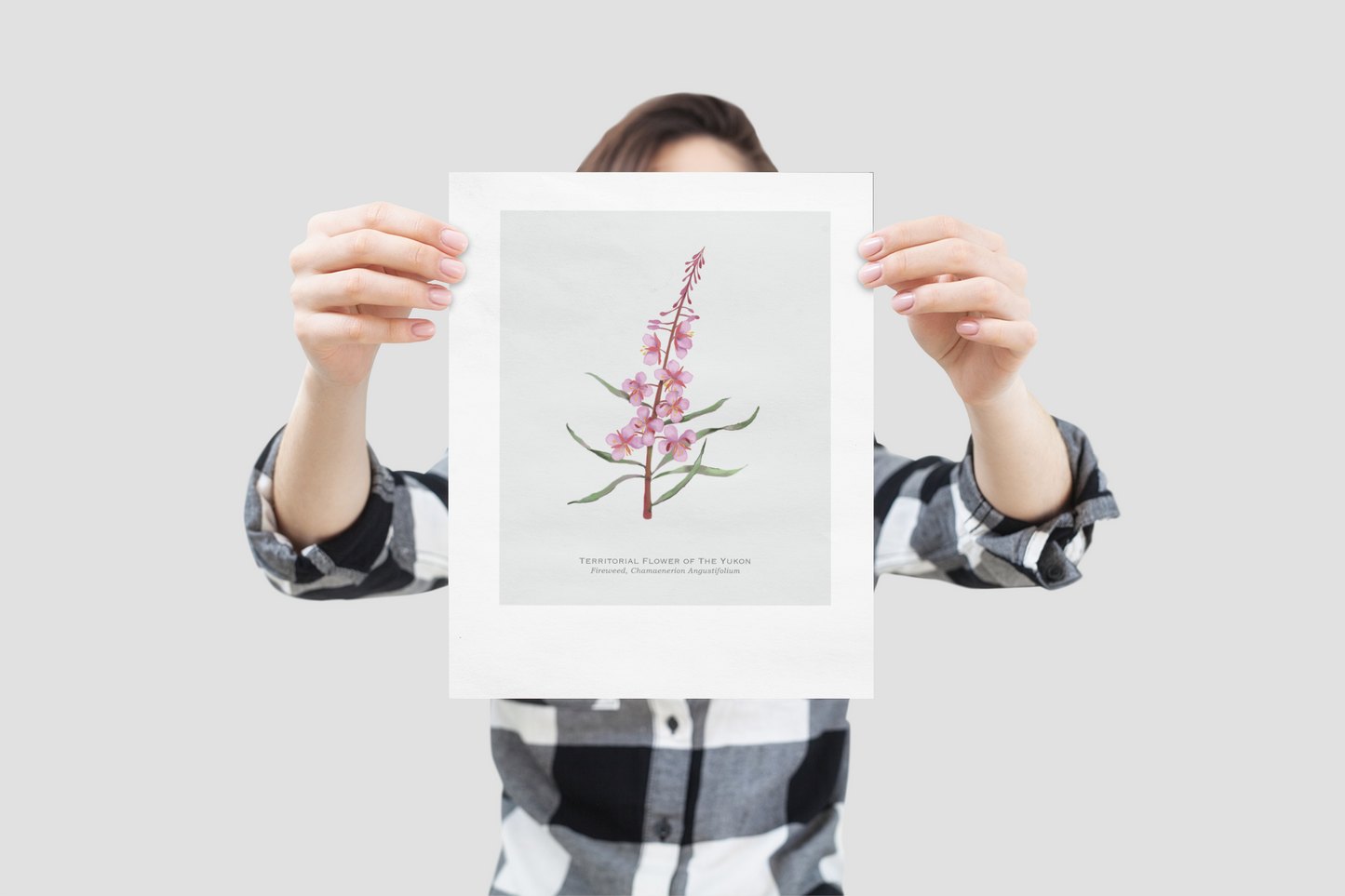 Territorial Flower of the Yukon Print - Fireweed