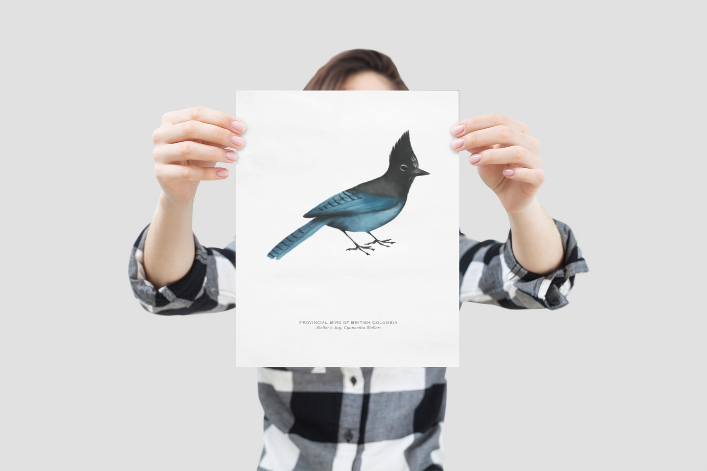 Provincial Bird of British Columbia Print - Steller's Jay