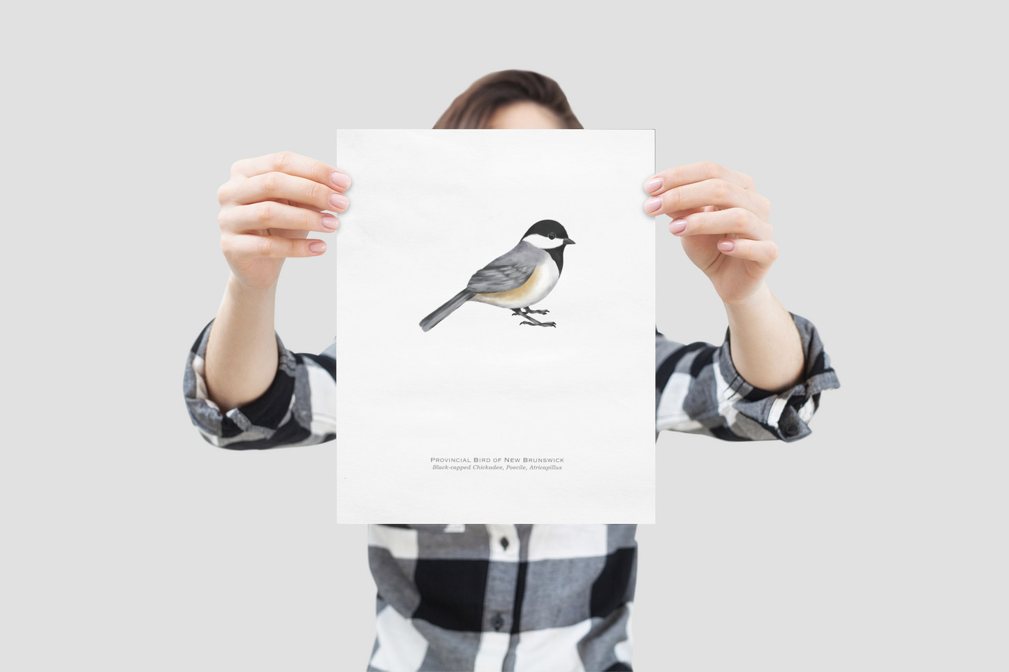 Provincial Bird of New Brunswick Print - Black-capped Chickadee