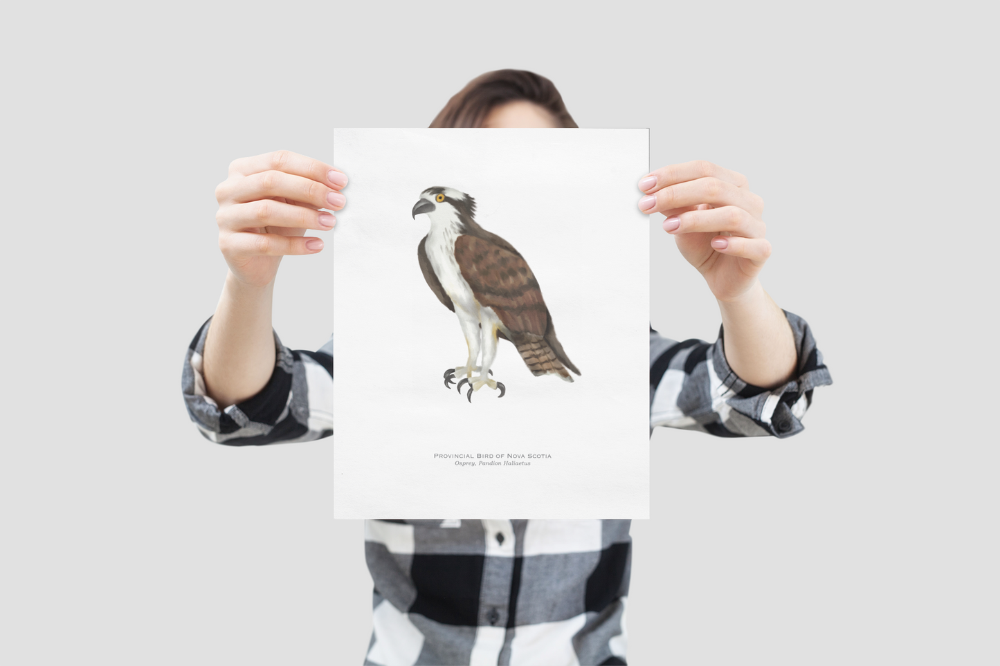 Provincial Bird of Nova Scotia Print - Osprey