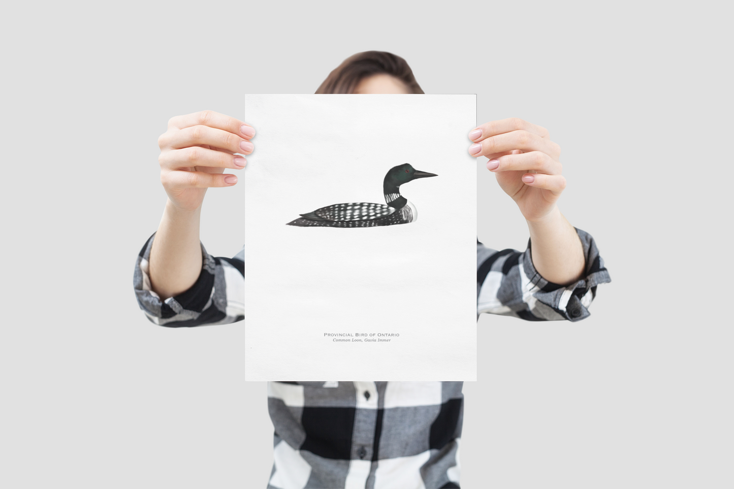 Provincial Bird of Ontario Print - Common Loon