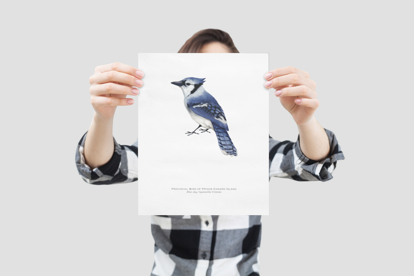Provincial Bird of Prince Edward Island Print - Blue Jay