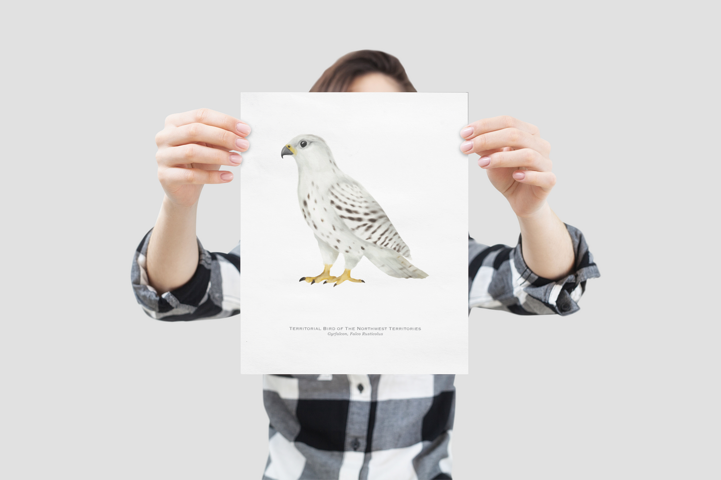 Territorial Bird of the Northwest Territories Print - Gyrfalcon