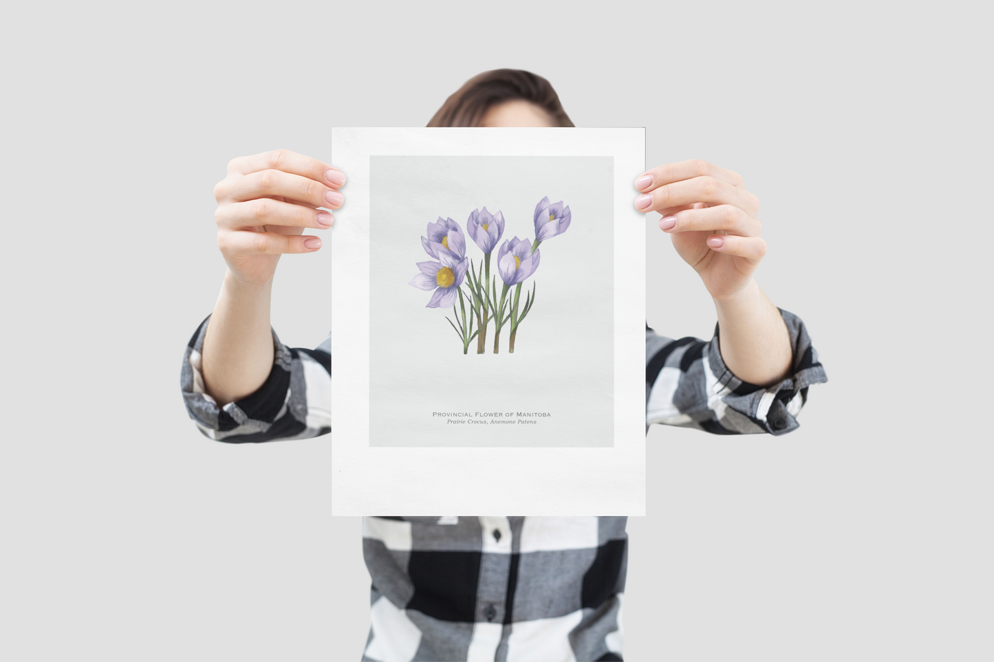 Provincial Flower of Manitoba Print - Prairie Crocus