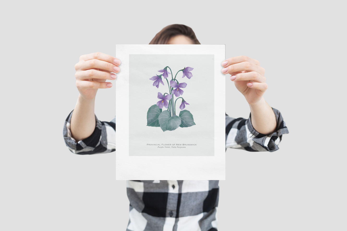 Provincial Flower of New Brunswick Print - Purple Violet