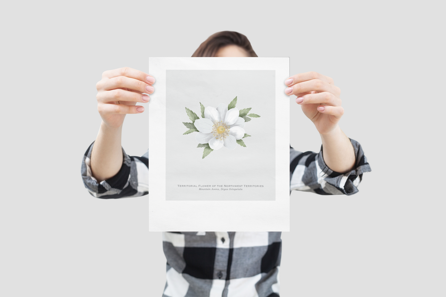 Territorial Flower of the Northwest Territories Print - Mountain Avens