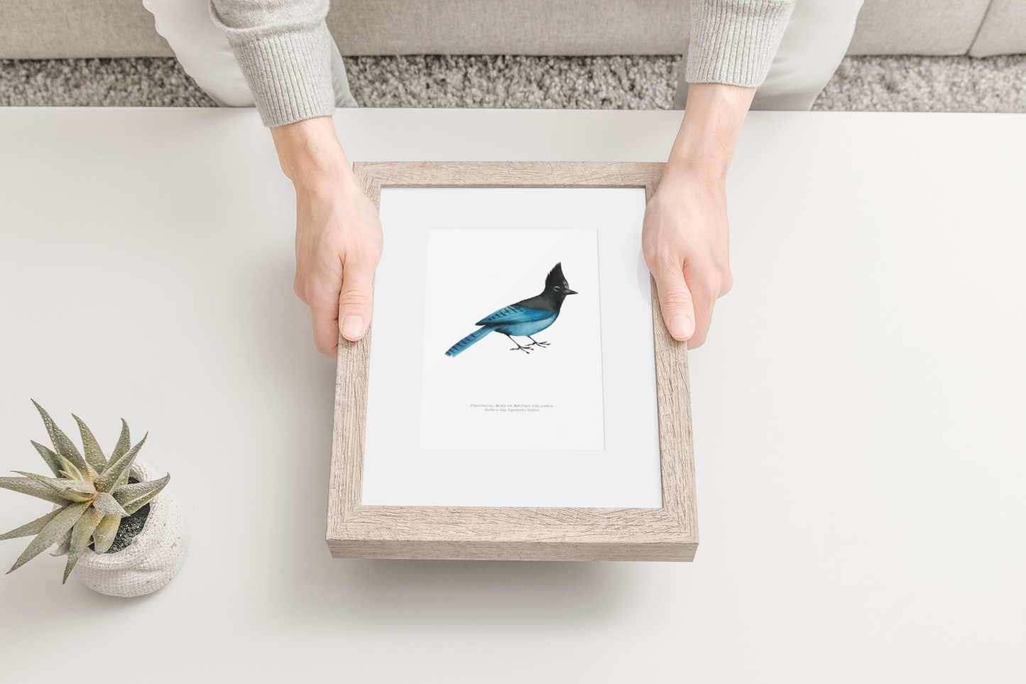 Provincial Bird of British Columbia Print - Steller's Jay