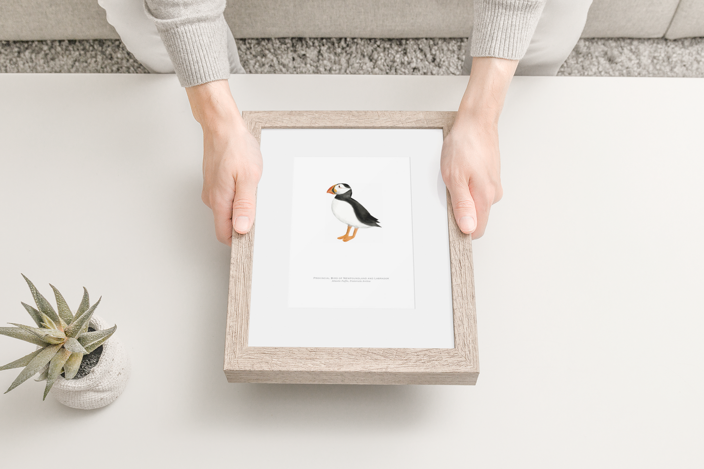 Provincial Bird of Newfoundland and Labrador Print - Atlantic Puffin