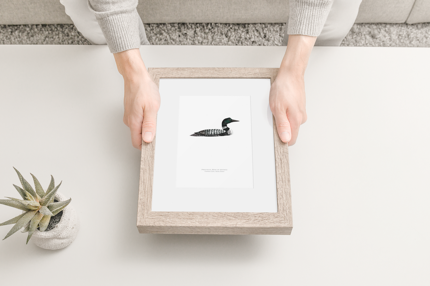 Provincial Bird of Ontario Print - Common Loon