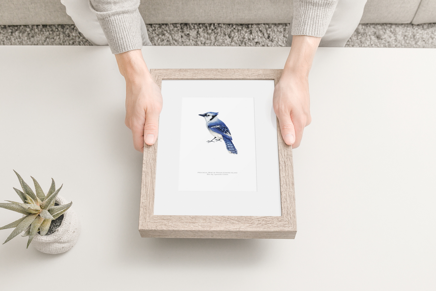 Provincial Bird of Prince Edward Island Print - Blue Jay
