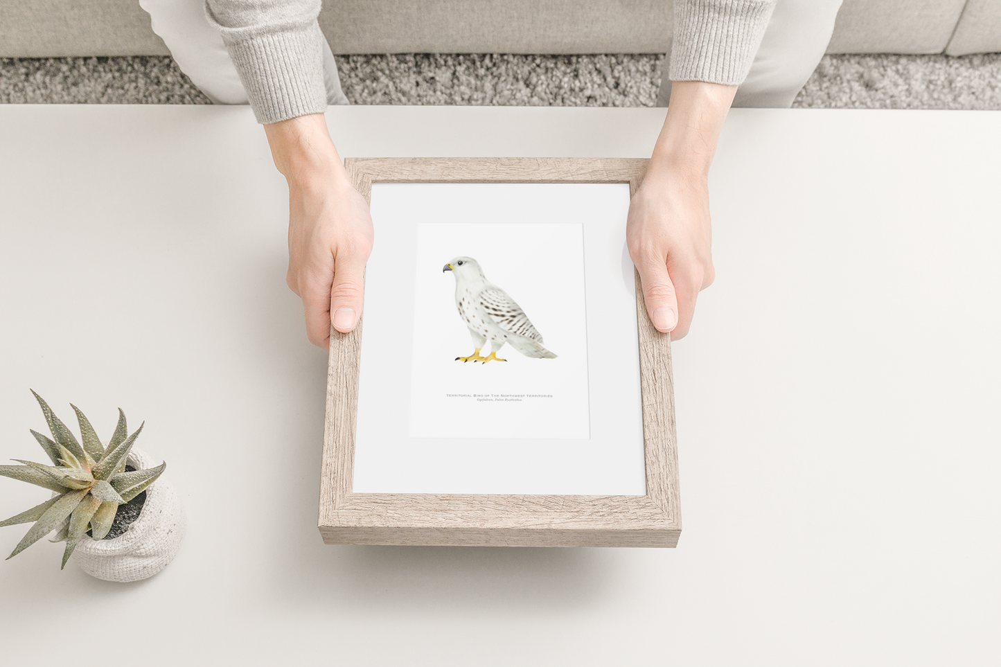 Territorial Bird of the Northwest Territories Print - Gyrfalcon