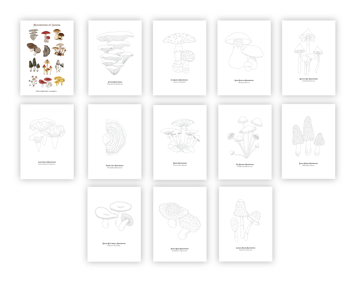 Mushrooms of Canada Paintable Card Set