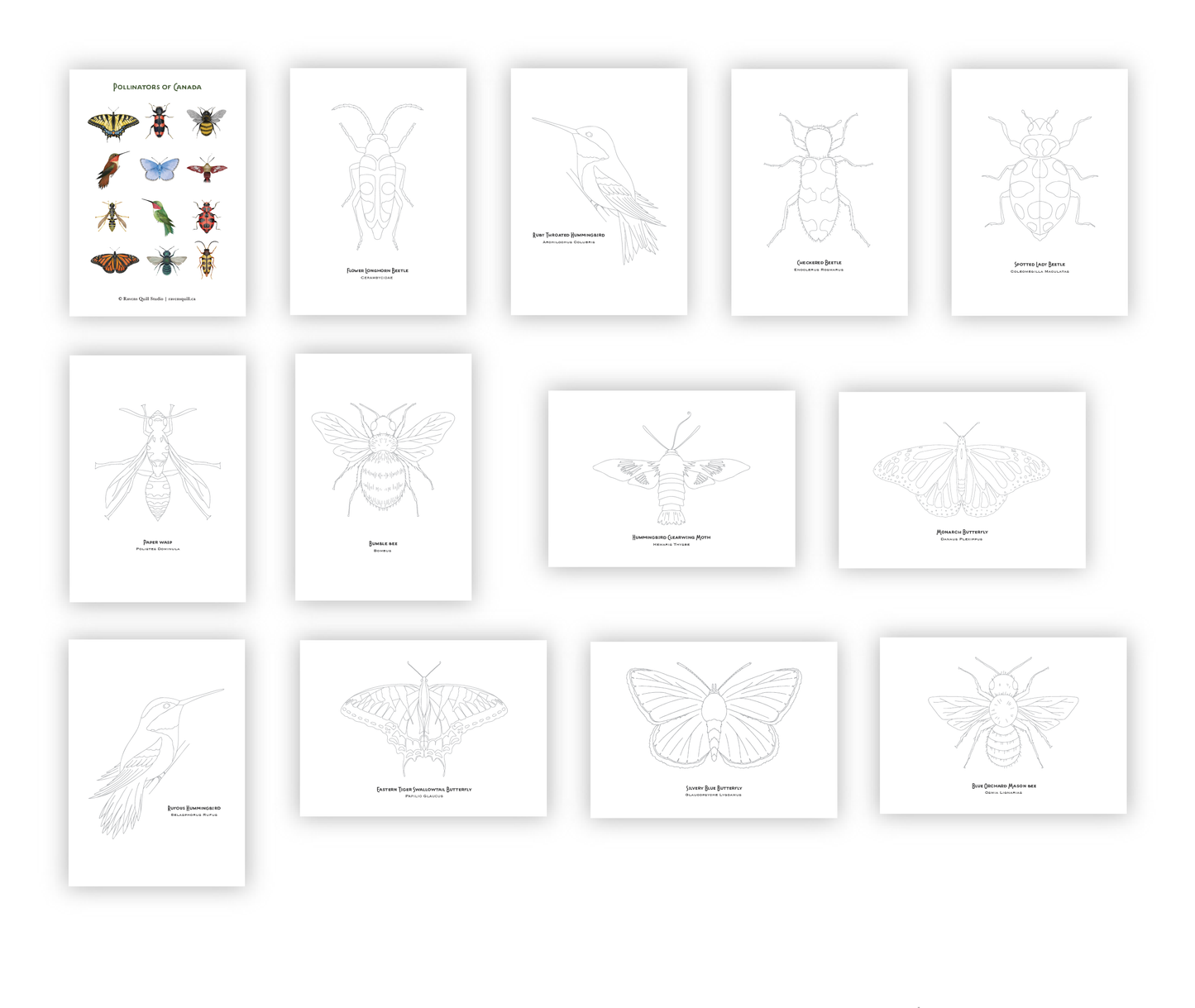 Pollinators of Canada Paintable Card Set